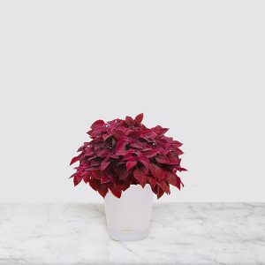 Coleus Plant - Maroon