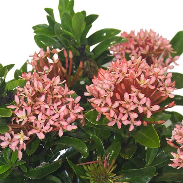 Ixora Mini Plant - Bloom Hub - Plants, Flowers, Cakes and More