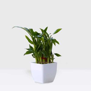 Lucky Bamboo Plant – 2 Layers