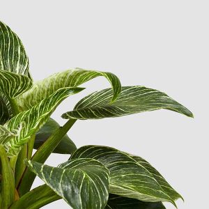 Philodendron White Wave