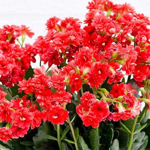 Red Kalanchoe Plant