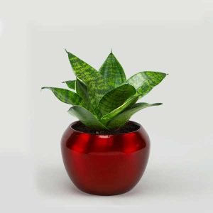 Copper Orchid Metal Pot - Red