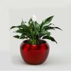 Copper Orchid Metal Pot - Red