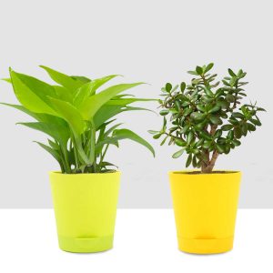 jade plant and money plant combo
