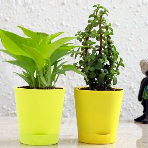 jade plant and money plant combo