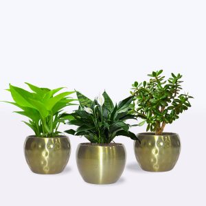 jade-plant-money-plant-peace-lily