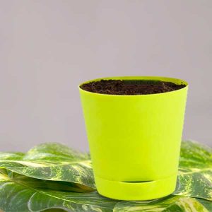 Self Watering Pot - Lemon Green
