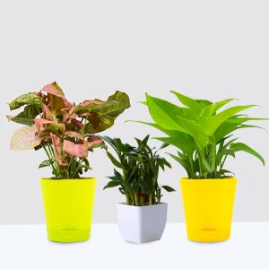 Money Plant, Lucky Bamboo Plant and Syngonium Neon Robusta Plant