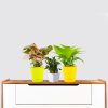 Money Plant, Lucky Bamboo Plant and Syngonium Neon Robusta Plant