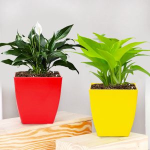 Money Plant and Peace Lily