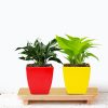 Money Plant and Peace Lily