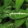 Syngonium Weindlandii Plant